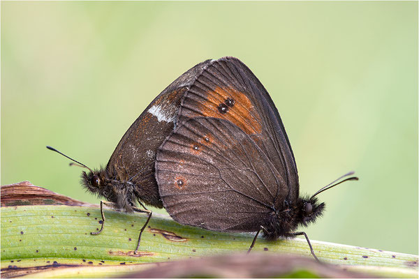 Weißbindiger Bergwald-Mohrenfalter (Erebia euryale), Paarung, Italien, Region Aostatal, 2000m