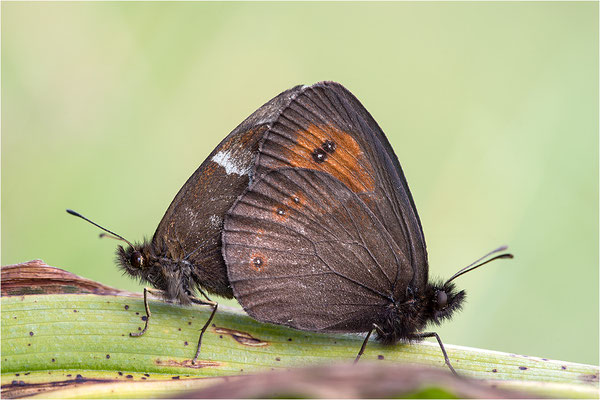 Weißbindiger Bergwald-Mohrenfalter (Erebia euryale), Paarung, Italien, Region Aostatal, 2000m