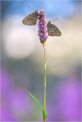Stiefmütterchen-Perlmutterfalter (Argynnis niobe), Italien, Region Aostatal, 2000m