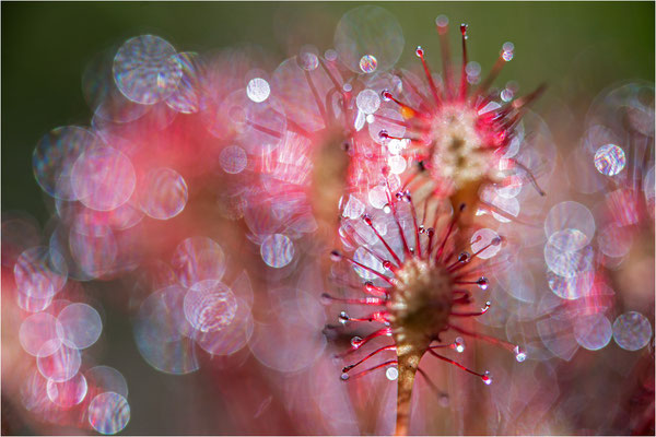 Mittlerer Sonnentau (Drosera intermedia), Schweden, Västra Götalands län