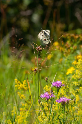 Roter Apollo (Parnassius apollo apollo), Schweden, Småland