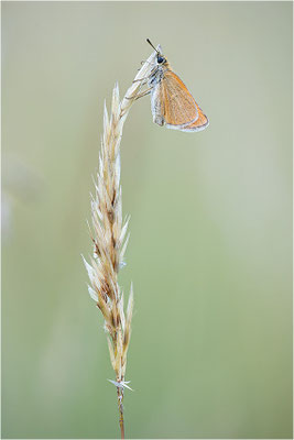 Braunkolbiger Braun-Dickkopffalter (Thymelicus sylvestris), Deutschland, Baden-Württemberg