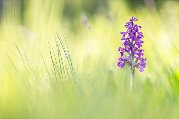 Kleine Hundswurz (Anacamptis morio morio), Baden-Württemberg, Deutschland