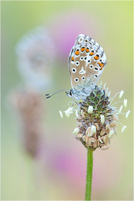 Himmelblauer Bläuling (Polyommatus bellargus), Deutschland, Baden-Württemberg