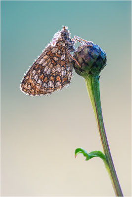 Östlicher Scheckenfalter (Melitaea britomartis), Deutschland, Bayern