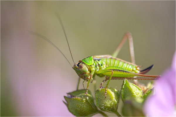 Roesels Beißschrecke (Metrioptera roeselii), Deutschland, Baden-Württemberg