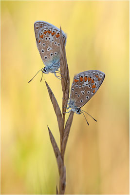Gemeiner Bläuling (Polyommatus icarus), Weibchen, Frankreich, Drôme