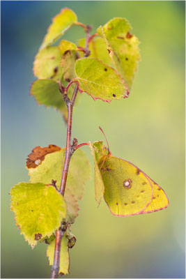 Postillon (Colias crocea), Frankreich, Savoye