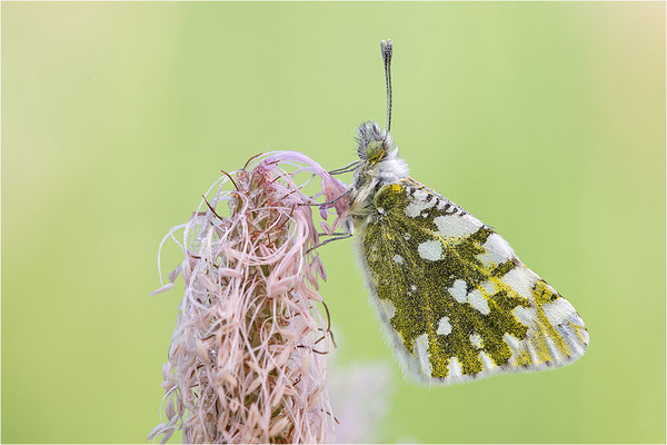Gesprenkelter Gebirgsweißling (Euchloe simplonia), Männchen, Frankreich, Haute-Alps