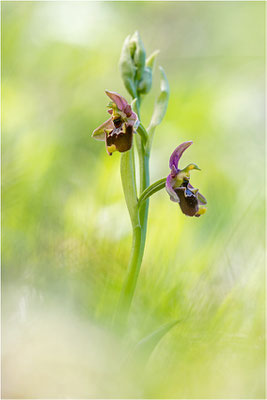 Ophrys annae x morisii