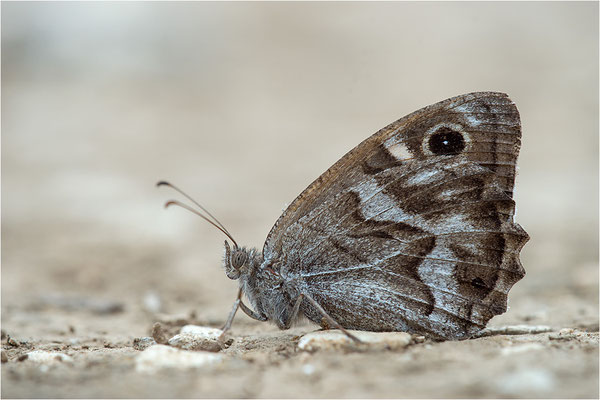 Hipparchia fidia, Frankreich Dep. Var
