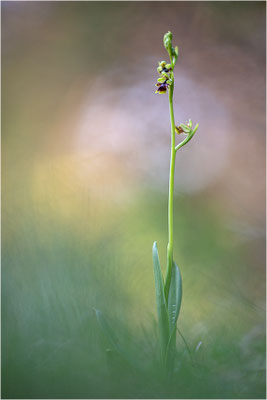 Ophrys aymoninii
