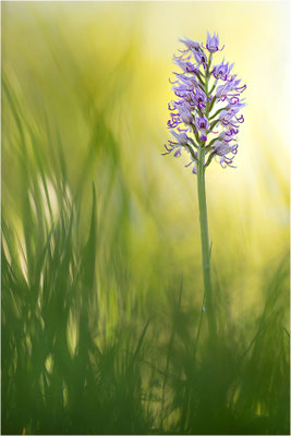 Affen-Knabenkraut (Orchis simia), Deutschland, Baden-Württemberg