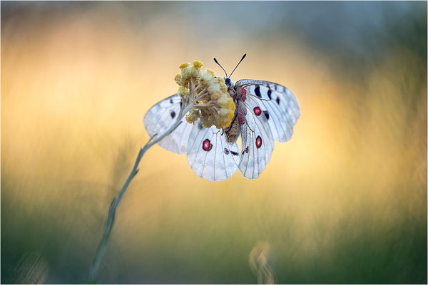 Roter Apollo (Parnassius apollo venaissimus), Frankreich, Dep. Vaucluse