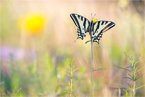 Südlicher Schwalbenschwanz (Papilio alexanor destelensis), Männchen, Frankreich, Dep. Vaucluse