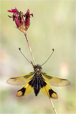 Langfühleriger Schmetterlingshaft (Libelloides longicornis), Weibchen, Italien, Region Aostatal