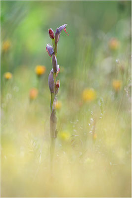 Serapias parviflora