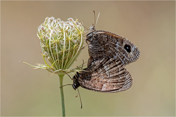 Satyrus actaea, Spanien, Prov. Lleida