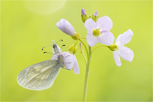 Tintenfleck-Weißling (Leptidea sinapis bzw. juvernica), Paar, Deutschland, Baden-Württemberg