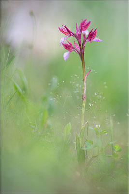 Schmetterlings-Hundswurz (Anacamptis papilionacea), Korsika
