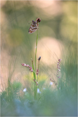 Wachtelweizen-Scheckenfalter (Melitaea athalia), Italien, Region Aostatal, 1600m