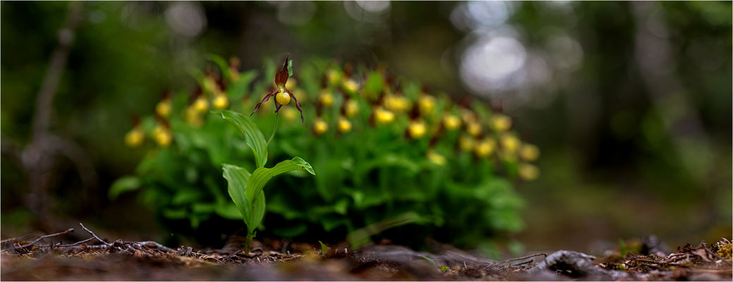 Gelber Frauenschuh (Cypripedium calceolus), Schweden, Jämtlands län