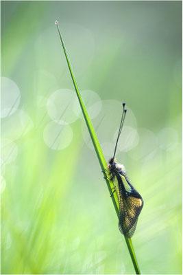 Libellen-Schmetterlingshaft (Libelloides coccajus), Schweiz, Wallis