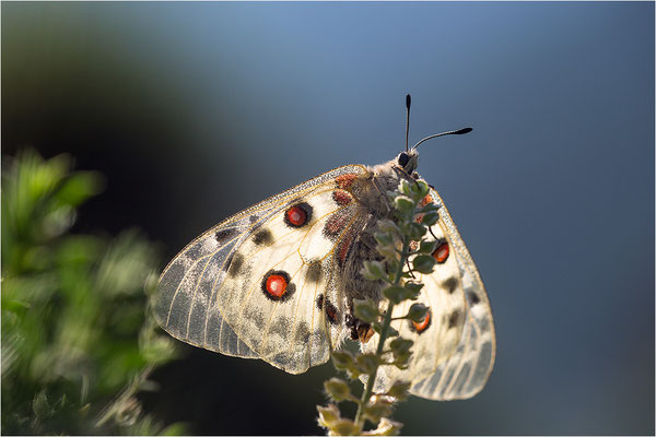 Roter Apollo (Parnassius apollo valdierensis), Italien, Piemont