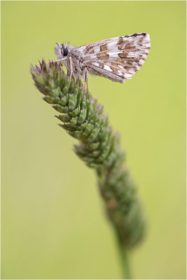 Ambossfleck-Würfeldickkopffalter (Pyrgus onopordi), Männchen, Frankreich, Drôme