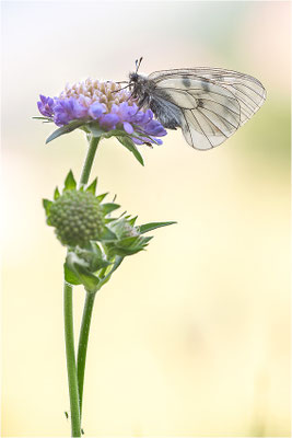 Schwarzer Apollo (Parnassius mnemosyne), Frankreich, Ardèche