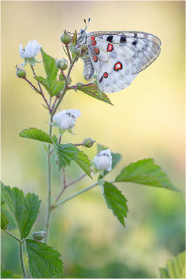 Roter Apollo (Parnassius apollo linnei), Schweden, Gotland