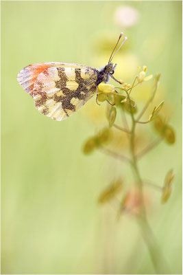 Gelber Aurorafalter (Anthocharis euphenoides), Männchen, Frankreich, Ardèche