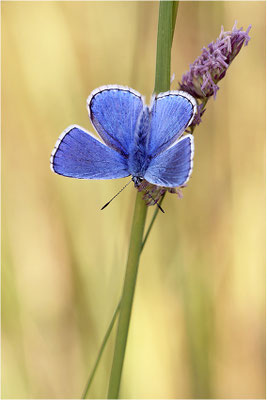 Himmelblauer Bläuling (Polyommatus bellargus), Männchen, Frankreich, Ardèche