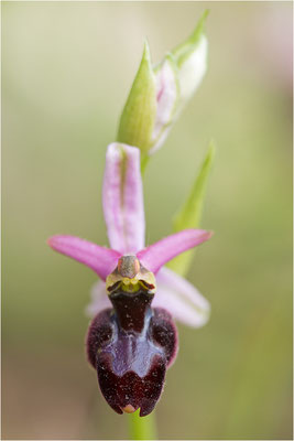 Drôme-Ragwurz (Ophrys drumana), Frankreich, Dep. Drôme