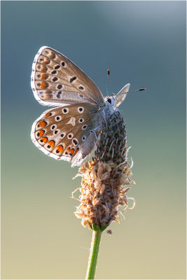 Himmelblauer Bläuling (Polyommatus bellargus), Weibchen, Deutschland, Baden-Württemberg