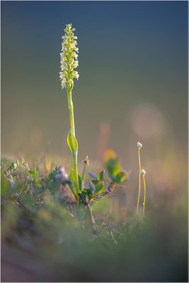 Stroh-Weißzüngel (Pseudorchis straminea), Schweden, Norrbotten