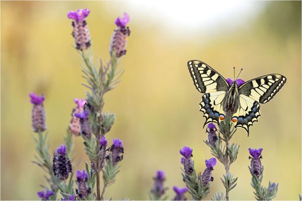 Schwalbenschwanz (Papilio machaon), Frankreich, Dep. Var