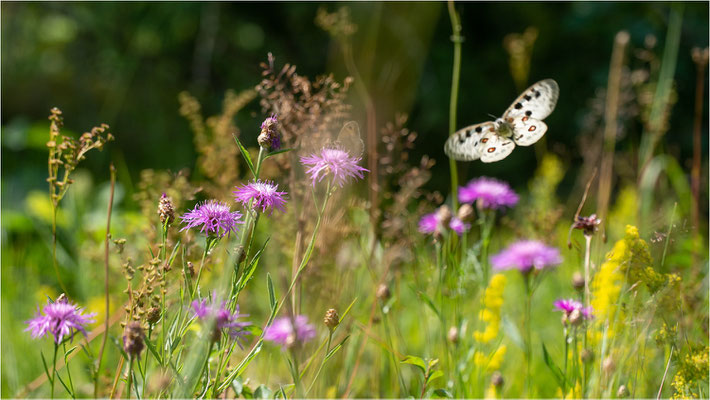 Roter Apollo (Parnassius apollo apollo), Schweden, Småland