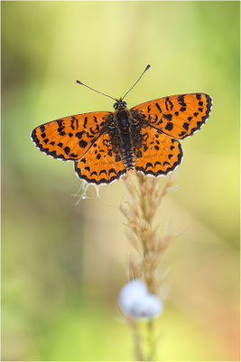 Roter Scheckenfalter (Melitaea didyma), Männchen, Frankreich, Drôme
