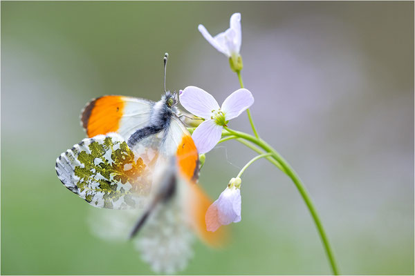 Aurorafalter (Anthocharis cardamines), Paarung, Deutschland, Baden-Württemberg