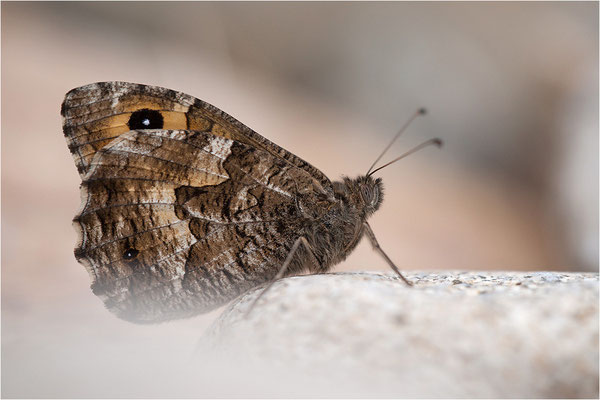 Rostbinde (Hipparchia semele), Männchen, Frankreich, Ardèche