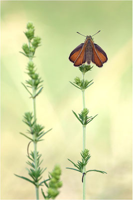 Schwarzkolbiger Braun-Dickkopffalter (Thymelicus lineola), Deutschland, Baden-Württemberg