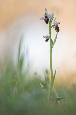 Ophrys splendida, Var