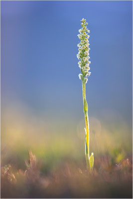 Stroh-Weißzüngel (Pseudorchis straminea), Schweden, Norrbotten