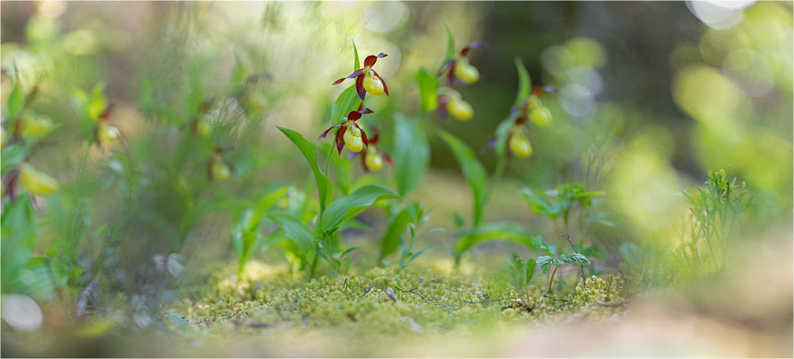 Gelber Frauenschuh (Cypripedium calceolus), Schweden, Jämtlands län