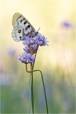 Roter Apollo (Parnassius apollo pedemontanus), Italien, Region Aostatal