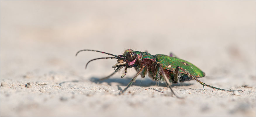 Feld-Sandlaufkäfer (Cicindela campestris), Deutschland, Baden-Württemberg