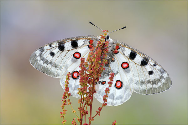 Roter Apollo (Parnassius apollo fennoscandicus), Finnland, Turku