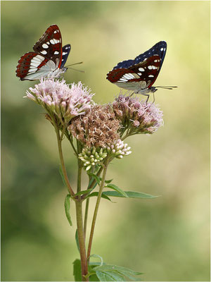 Blauschwarzer Eisvogel (Limenitis reducta), Frankreich, Haute-Loire