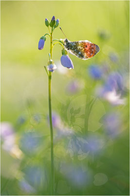 Aurorafalter (Anthocharis cardamines), Männchen, Deutschland, Baden-Württemberg